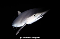 Silky shark at night, taken with single strobe out wide o... by Michael Gallagher 